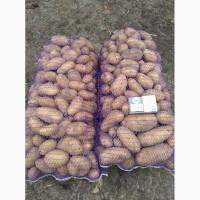 Продам товарный картофель хорошего качества объем 20-25тт
