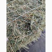 Сено люцерни в тюках
