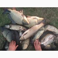 Продам Живую Рыбу (Карп, Амур, Толстолоб, Судак, )опт