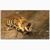 Продам пчелы Карника