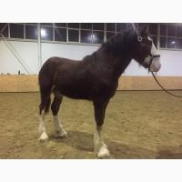 Продам жеребец породы Шайр