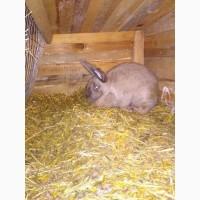 Продам кролей, французкий баран, белый обер, панон белый, тюргенцы, новазеланец белый и т.д