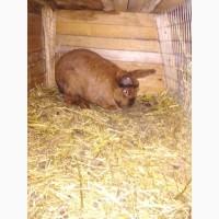 Продам кролей, французкий баран, белый обер, панон белый, тюргенцы, новазеланец белый и т.д