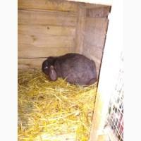 Продам кролей, французкий баран, белый обер, панон белый, тюргенцы, новазеланец белый и т.д