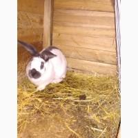Продам кролей, французкий баран, белый обер, панон белый, тюргенцы, новазеланец белый и т.д