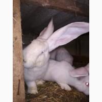 Продам кролей, французкий баран, белый обер, панон белый, тюргенцы, новазеланец белый и т.д