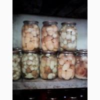 Продам маринованi бiлi гриби та лисички