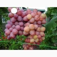 Продам столовый виноград