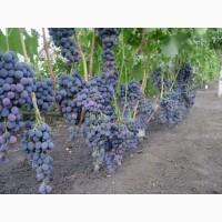 Продам столовый виноград