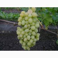 Продам столовый виноград
