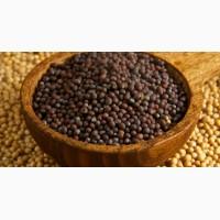 Семена черной горчицы София, 2 репродукция