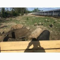 Продам поросят Мангалиці 1500