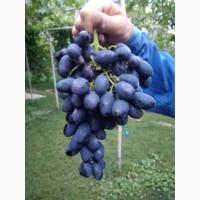 Продам виноград
