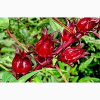 Продам семена гибискуса каркаде Hibiscus sabdariffa, суданской розы или розелла