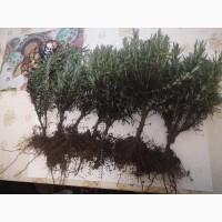 Саджанці Лаванди від виробника