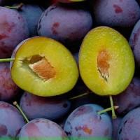 Продам саджанці сливи з приватного розсадника. ОПТ