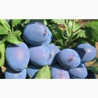Продам саджанці сливи з приватного розсадника. ОПТ
