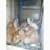 Продам индюшат, крольчат, индоутят