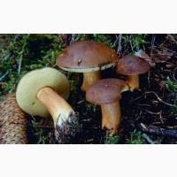 Куплю польські гриби, маслюки, морожені, солені, сушені