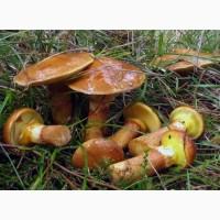 Куплю польські гриби, маслюки, морожені, солені, сушені