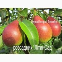Саджанці Груша Генерал Тотлебен 2-річний саджанець ОПТ