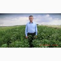 Саджанці порічок