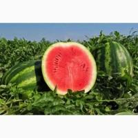 Продам кавун чудової якості