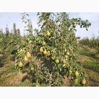 Продам грушу Киргизская Зимняя и Ноябрьская