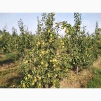 Продам грушу Киргизская Зимняя и Ноябрьская