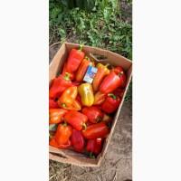 Продам красный перец ВИКТОРИЯ