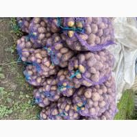 Продам картоплю товарну, сорт Мелоді оптом 10 тон