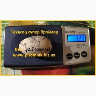 Яйца инкубационные Техасец белый утяжеленный - супер бройлер