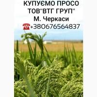 Куплю просо жовте, червоне
