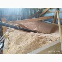 Продам пшеницю фураж (4 клас)