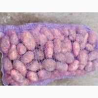 Продам домашню картоплю, сорт славянка
