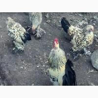 Яйце на інкубацію від породистих курей. Шабо мармуровий, спліш, лимон