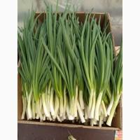 Цибуля зелена