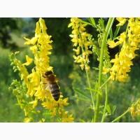 Продам насіння фацелії, буркуна, синяк і інші медоноси. Урожай 2024 року