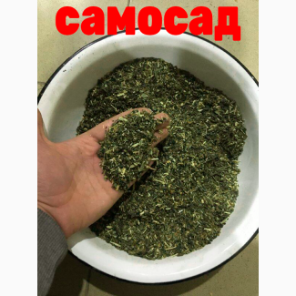 Махорка вищого сорту, яка стане Вашим фаворитом, самосад