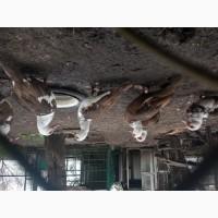 Продам индоуток, мускусных уток, Шипунов