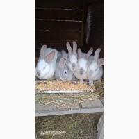 Продам кролів.Самиці Сірий велетень 9м, до6кг.Самки змішані.Самці простяки