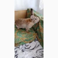 Продам кролів.Самиці Сірий велетень 9м, до6кг.Самки змішані.Самці простяки