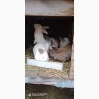 Продам кролів.Самиці Сірий велетень 9м, до6кг.Самки змішані.Самці простяки
