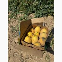 Продам дыню в Чернигове