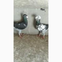 Продам голуби німецькі виставочні