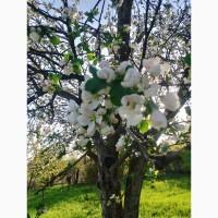 Продам лекарственные травы в больших количествах с экологически чистых регионов