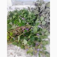 Продам лекарственные травы в больших количествах с экологически чистых регионов