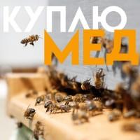 КУПЛЮ МЕД в Вінницькій області