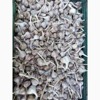 Продам часник не кондиція