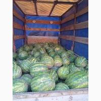 Продам кавун сорту талисман та каристан